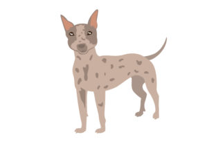 American Hairless Terrier Dog Breed